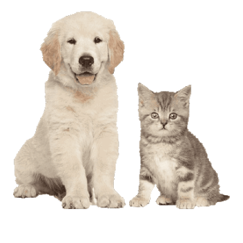 Interventi veterinari a domicilio Milano.