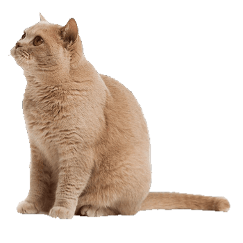 Pet registry at home.