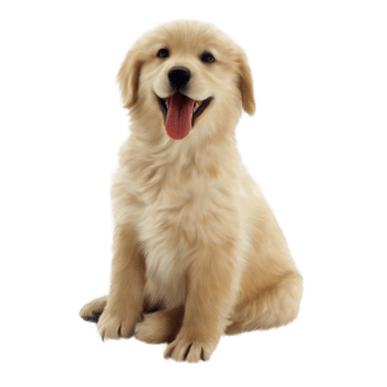 Pet diagnostics at home.