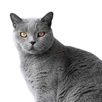 Home vet vaccinations.