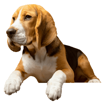 Home vet clinical visit Milan.