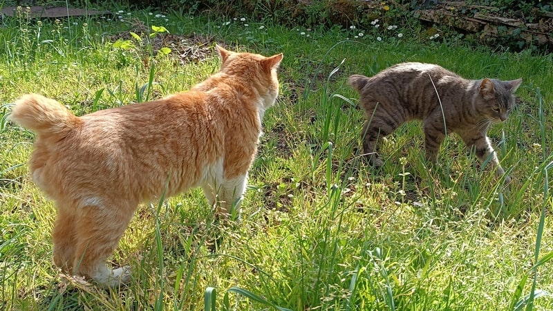 Registrazione anagrafica animali domestici.
